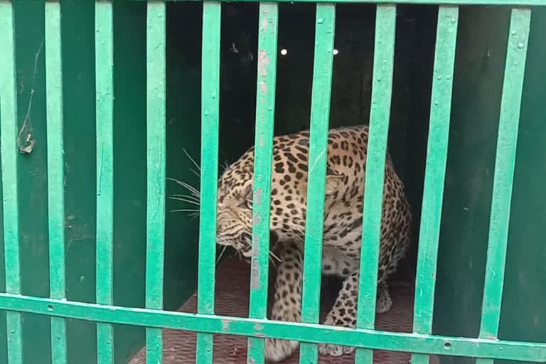 Leopard Caged by forest department in barwani