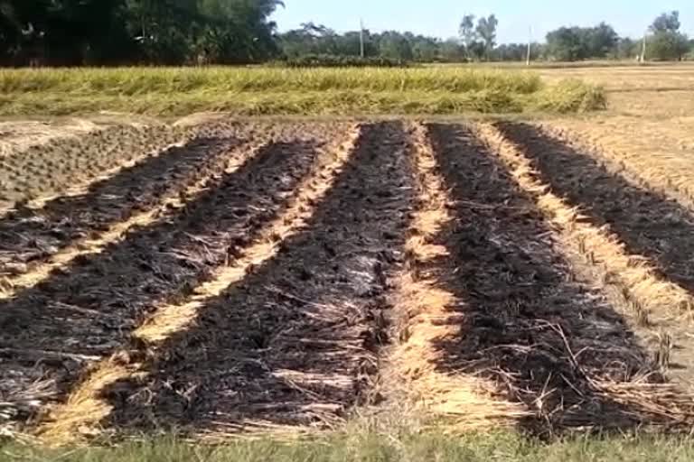 fire on paddy fields of BJP leader in Mathabhanga