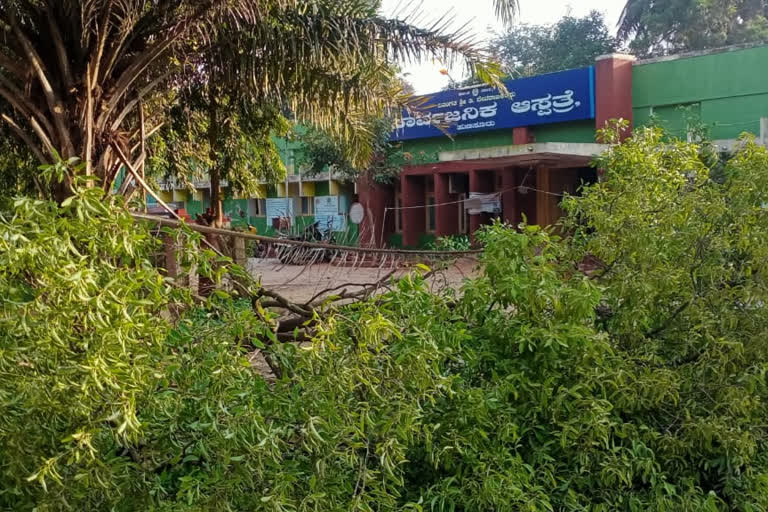 Theft of sandalwood Tree in front of Hunsur police station