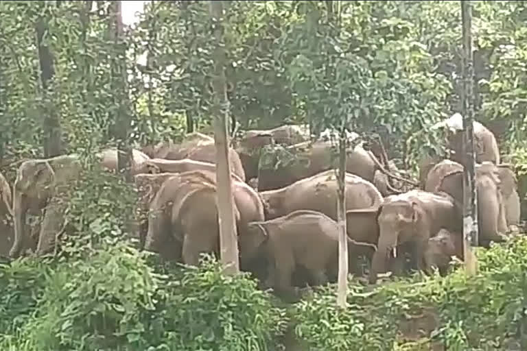 More than 50 elephants in the forest of Surajpur