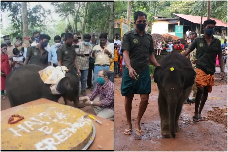 Calf cutting the cake for the birthday  birthday  Kottur eco Tourism  പിറന്നാള്‍ ദിനത്തില്‍ കേക്ക് മുറിച്ച് കുട്ടിയാന  കോട്ടൂര്‍ ആന പരിപാലന കേന്ദ്രം  ശ്രീക്കുട്ടി  കുട്ടിയാന  പിറന്നാള്‍