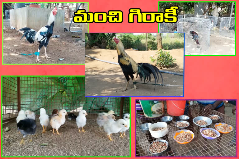 breeding hens in telangana kumuram bhim district special story