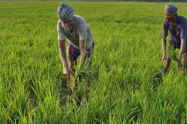 Farmer suffering from urea due to non-operation of freight vehicles