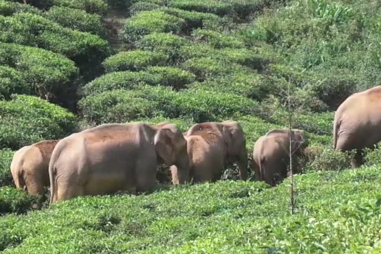 elephants