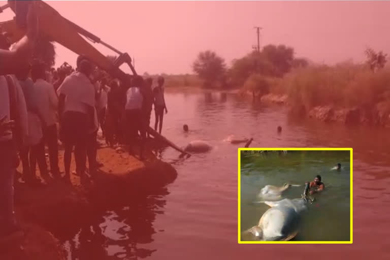 a bullockard fell into a cannel at chenugondu