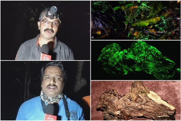 Glowing fungus found in Western Ghats