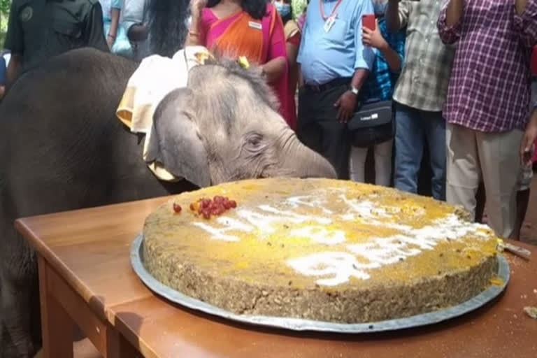 One-year-old elephant celebrated her 1st birthday