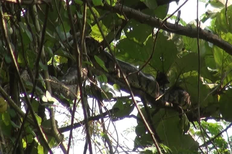 python found in adimali  idukki latest news  ഇടുക്കി വാര്‍ത്തകള്‍  പെരുമ്പാമ്പിനെ കണ്ടെത്തി  അടിമാലി വാര്‍ത്തകള്‍