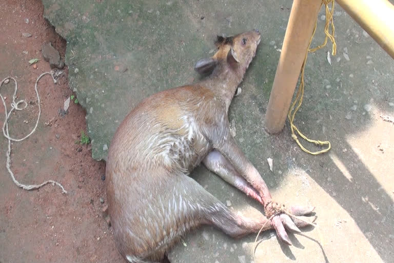 ഇടുക്കി  Baby deer trapped in well  Adimali, Priyadharshinini Colony