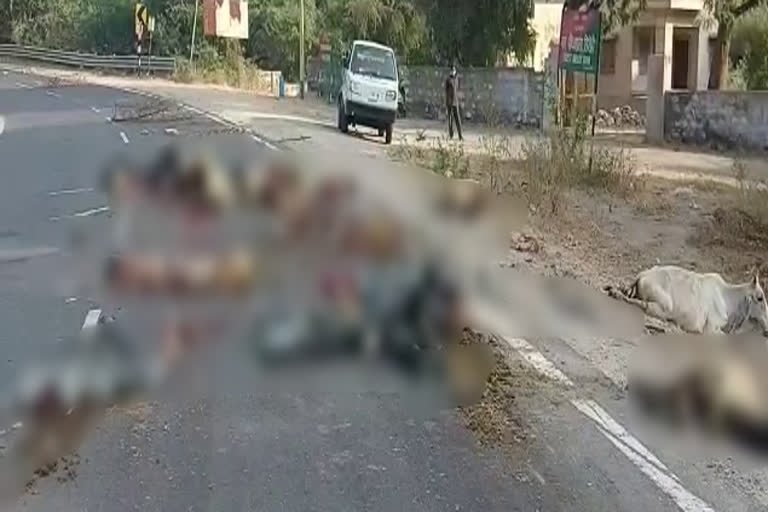 truck crushed sheep in sirohi, ट्रक ने भेड़ों को कुचला