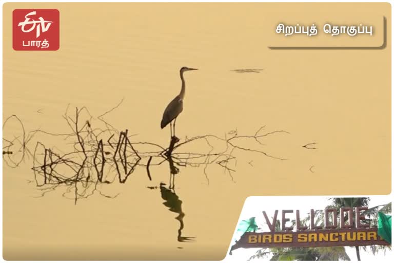 vellode birds sanctuary, erode no crackers village, special story on no crackers village, வெள்ளோடு பறவைகள் சரணாலயம், வெடியில்லா தீபாவளி