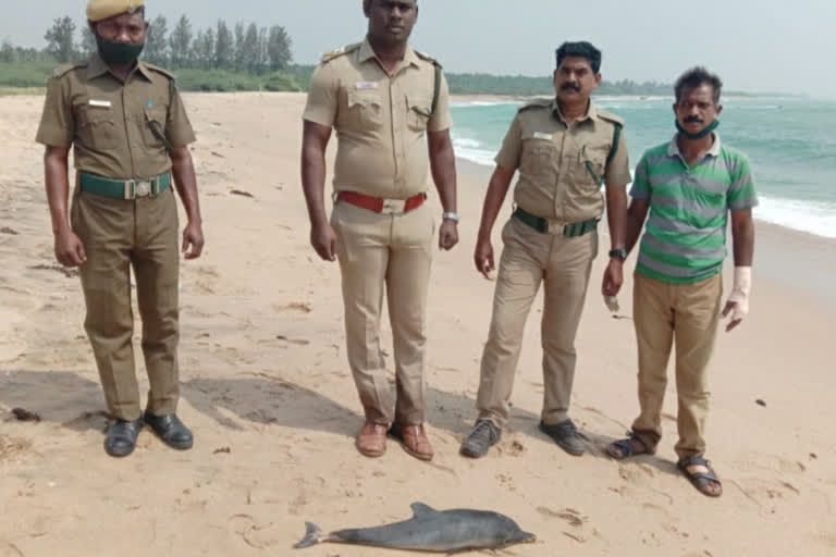 Dolphin dies in kanniyakumari