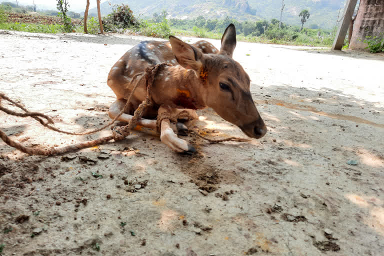 శునకాల దాడిలో గాయపడిన జింక