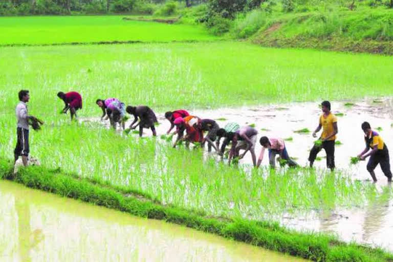 Registration period  increased one week for paddy sell in msp