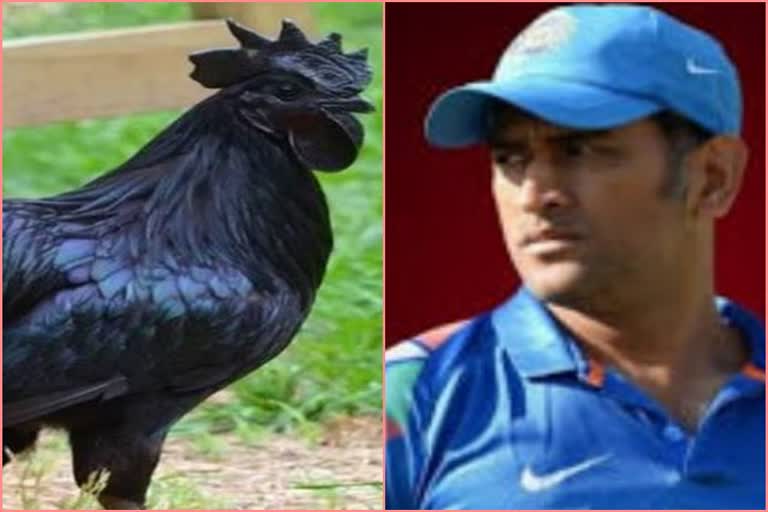 Mahendra Singh Dhoni will be farming Kadnath