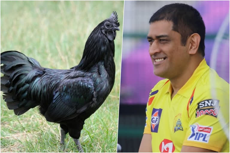 Kadaknath wins over Captain Cool MS Dhoni