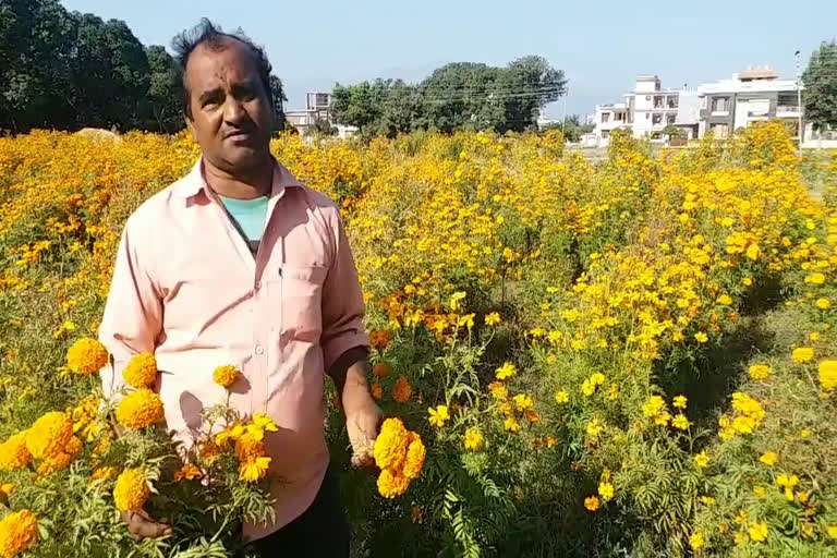 marigold flowers cultivation haldwani devalchaud kham