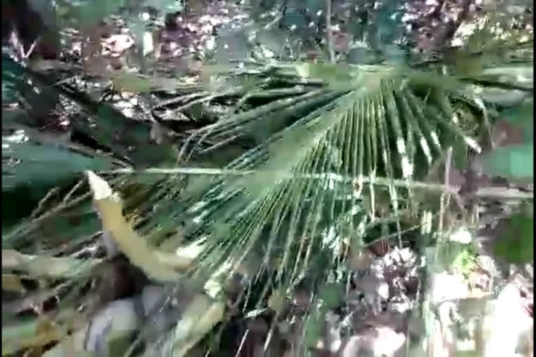 Miscreants destroyed the crop in Shivamogga