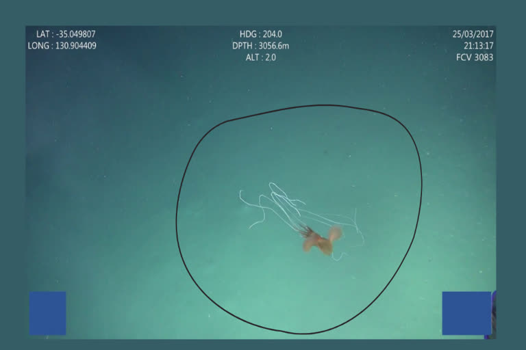 Bigfin Squid in Australian waters,CSIRO