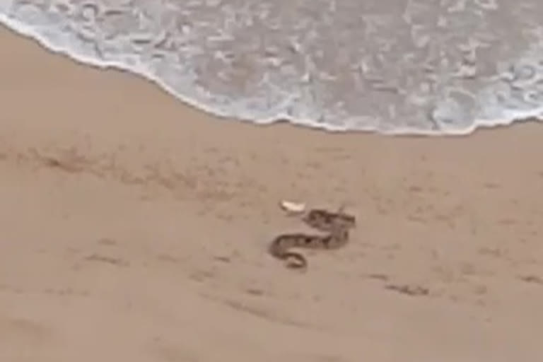 python at yarada beach