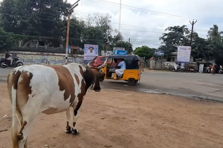 Reward announced for catching stray cattle obstructing traffic