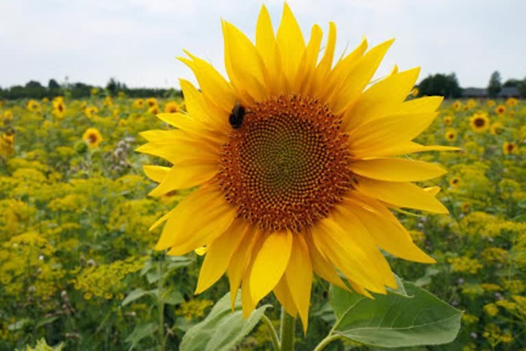 development-of-a-new-sunflower-breed-from-gkvk