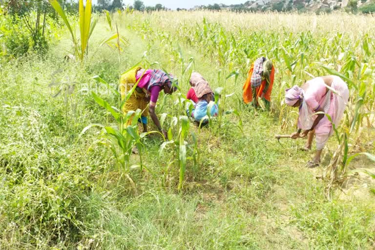 Devadasi women from Nagenahalli are engaged in agriculture