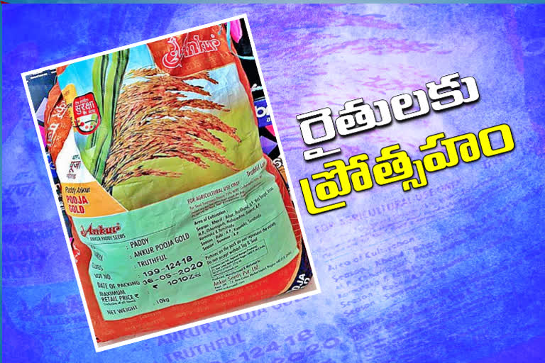 Ankurja Puja is the thinnest rice grain currently cultivated in the largest area of the telangana state