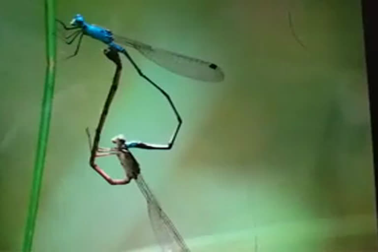 Rare dragonflies