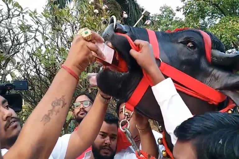 sadar festival rana buffalo