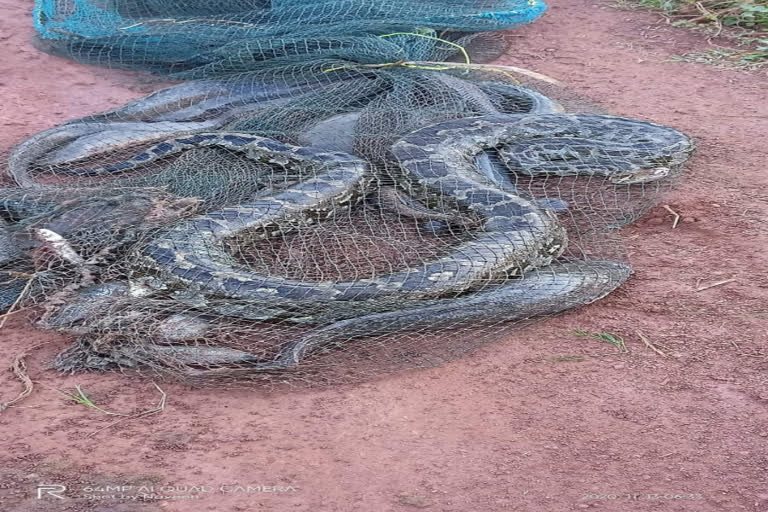 python was entangled to fishnet in west godavari district