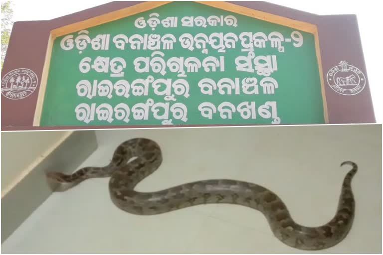 କୁକୁଡ଼ା ଭାଡ଼ିରୁ ଛଅ ଫୁଟିଆ ଅଜଗର ଉଦ୍ଧାର