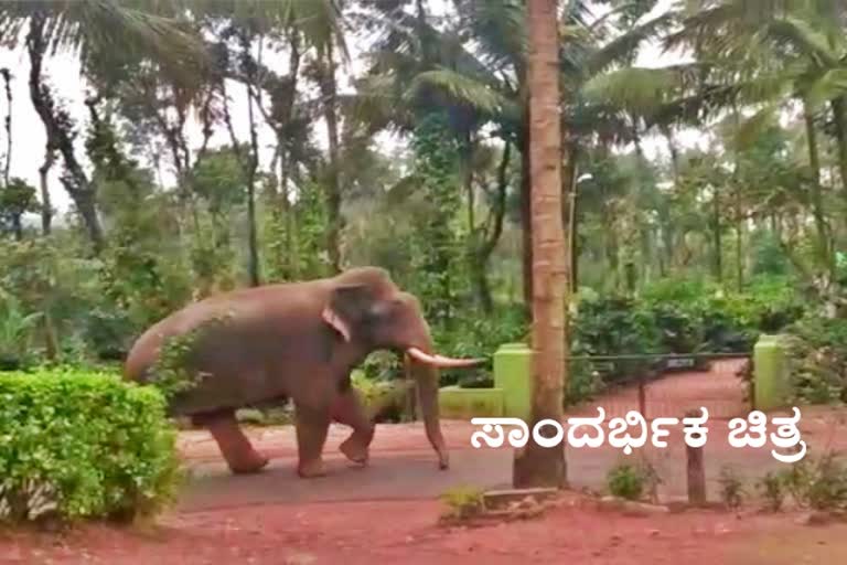 elephant attack in vijaypura