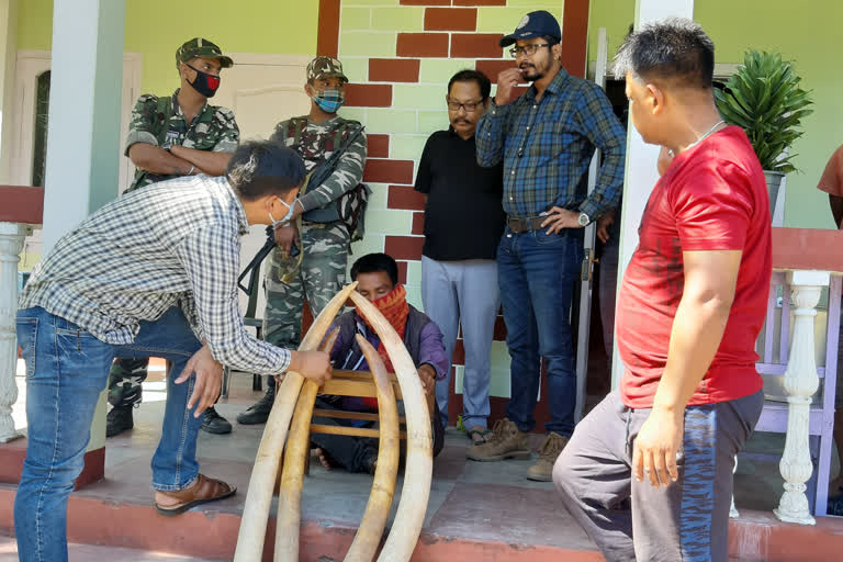 As_Chg_01_Chirang_3_hesitator_arrested_with_4_elephant_tusks_vis_10012