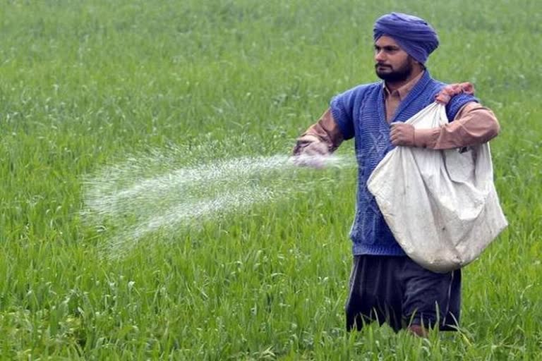 ETV Bharat's Ground Report on Urea Crisis in punjab