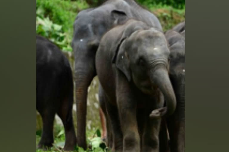 Andhra farmer trampled to death by elephant in Vizianagaram district