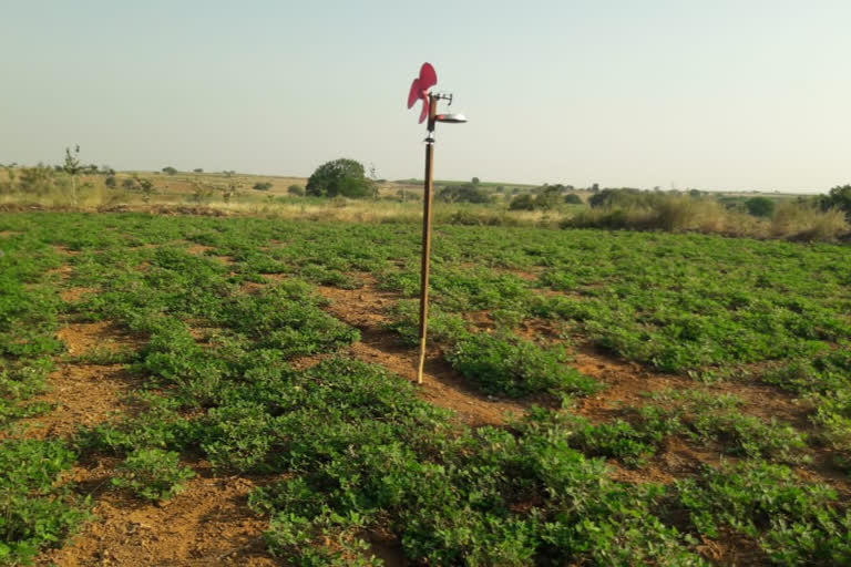 scarecrow in osmanabad