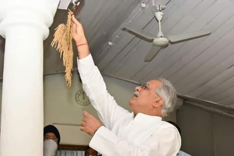 cm-bhupesh baghel-planted-paddy-earrings