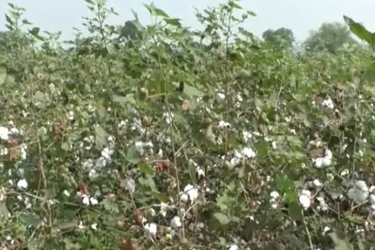 cotton procurement Yavatmal