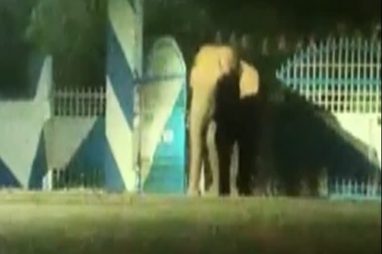 elephant tries to came out in bhavanisagar dam park