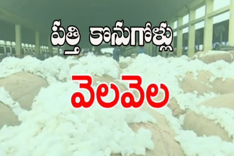 cci cotton purchase in kurnool district