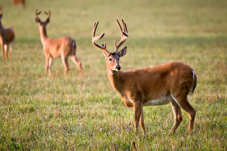 Deer Rescued at Kaliabor assam etv bharat news