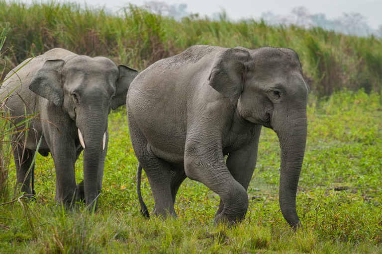 man elephant conflict in hojai assam etv bharat news