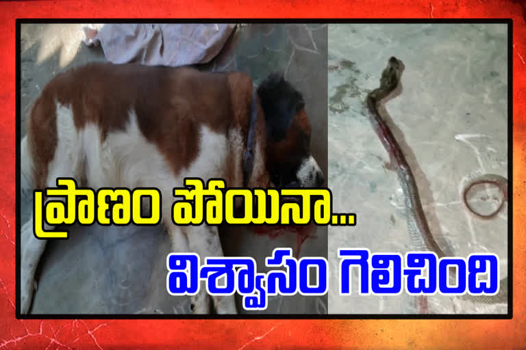 dog and snake fight in chinthlapudi