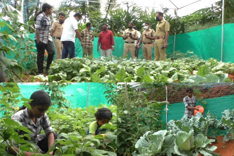 ജൈവ പച്ചക്കറി കൃഷിയിൽ വിജയം കൊയ്‌ത് ഒമ്പതാം ക്ലാസുകാരി  ജൈവ പച്ചക്കറി കൃഷി  കൃഷിയിൽ വിജയം കൊയ്‌ത് ഒമ്പതാം ക്ലാസുകാരി  ഇടുക്കിയിൽ പച്ചക്കറി കൃഷിയിൽ വിജയം നെയ്‌ത്  nineth class student in organic vegetable farming  organic vegetable farming in idukki  idukki organic vegetable farming news