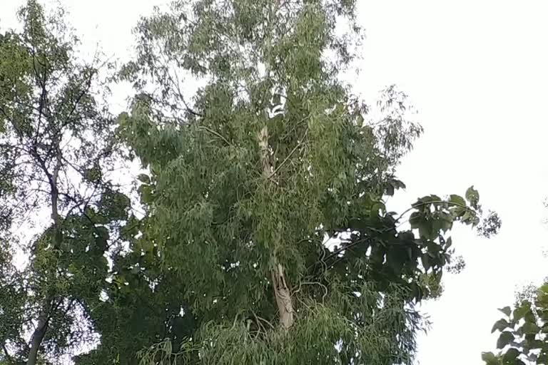 unique Bhoj Patra tree found in Deoghar