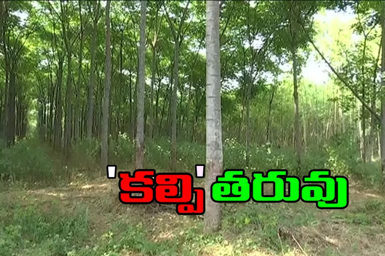 no market for malabar neem