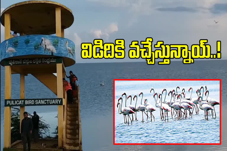 Foreign birds came to Pulicat Lake in nellore