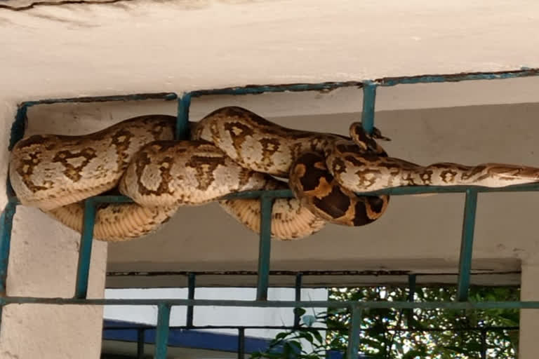 Python found in hostel of Jamtara Ashram Girls School