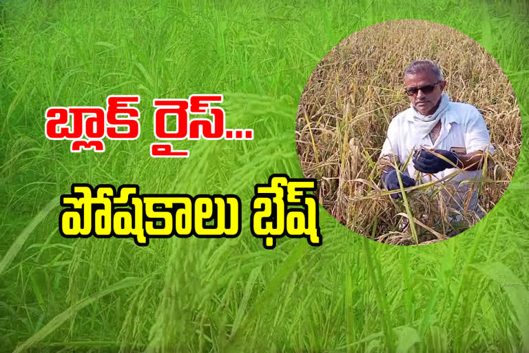 A farmer started cultivating black rice in Ramavarapadu village in Vijayawada suburb.